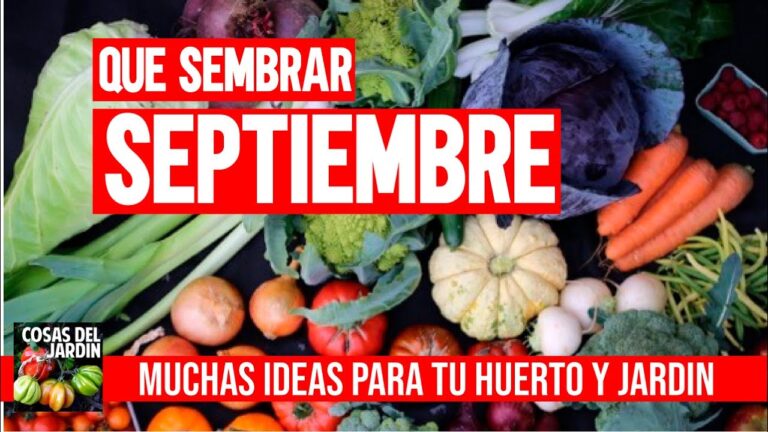 Qué plantar en septiembre en maceta: guía optimizada