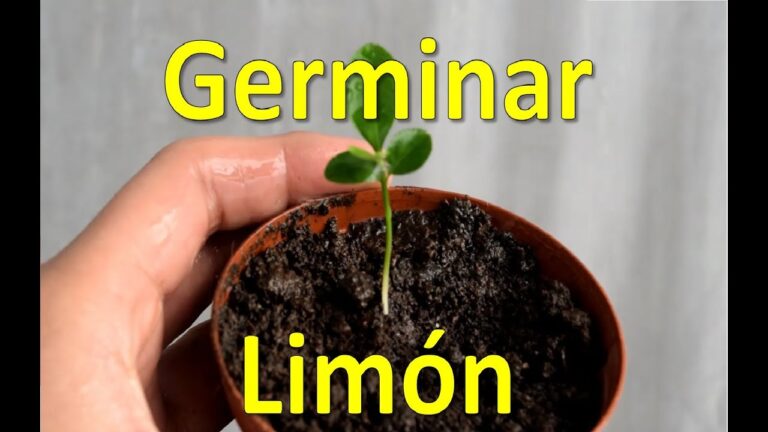 Germinación rápida de semillas de limón: Método eficaz