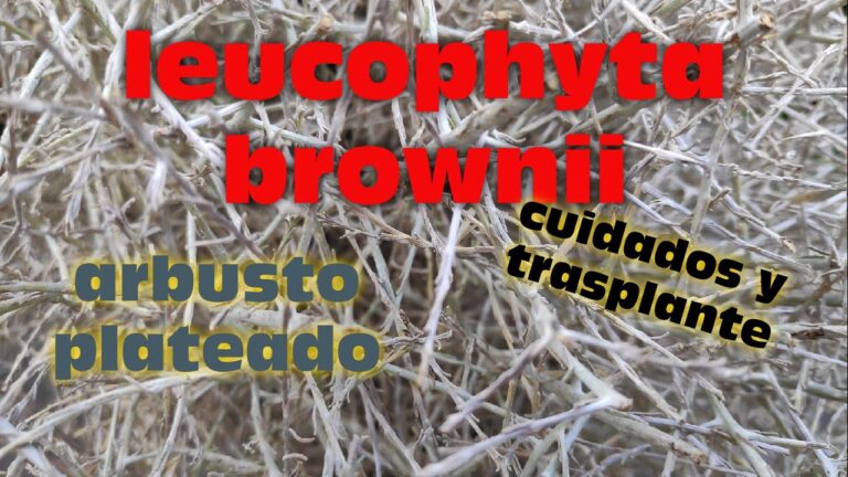 Guía de cuidados para Calocephalus: Todo lo que necesitas saber