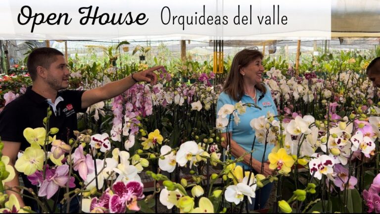 Los Mejores Viveros para Comprar Plantas en Valencia