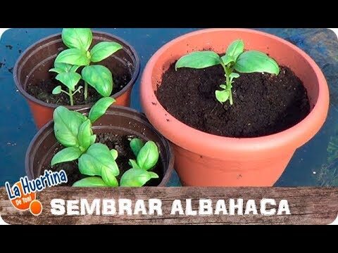 Albahaca brotando: Guía para el cultivo exitoso