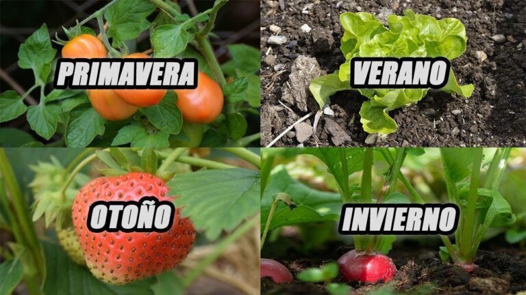 Gu&iacute;a de Cultivo: Qu&eacute; Sembrar en un Huerto