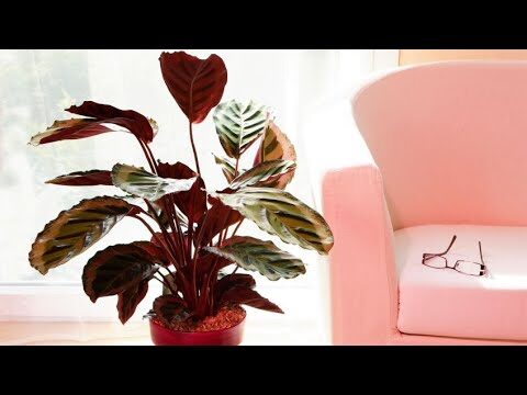 Calathea: Consejos para su Cultivo en Interiores y Exteriores