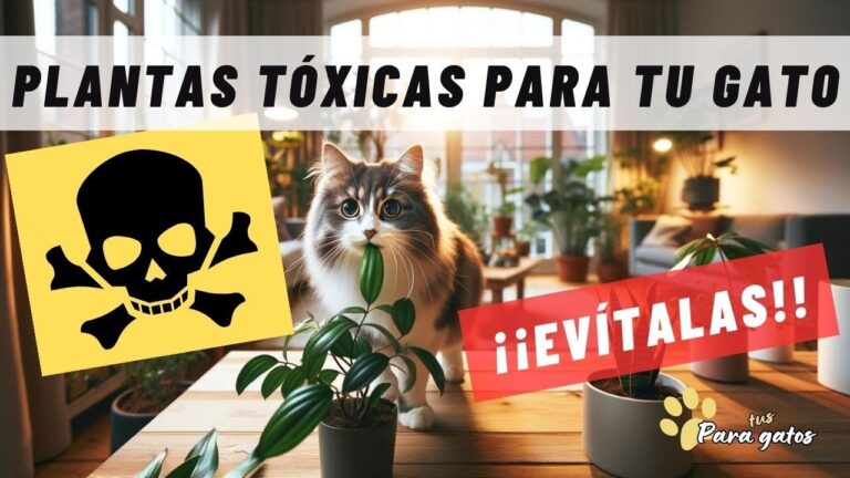Riesgos de la begonia tóxica en gatos