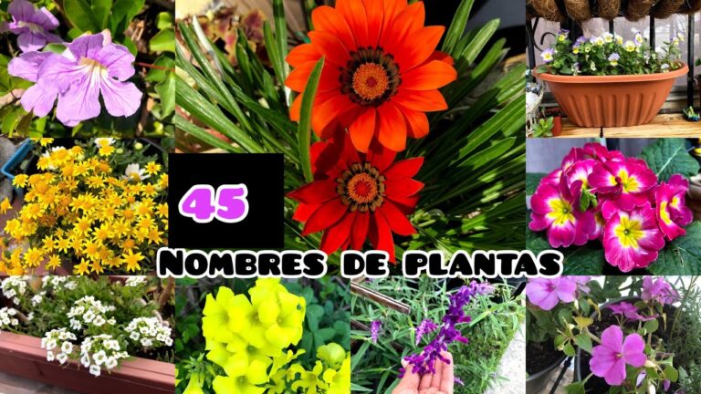 Nombres de Plantas de Jardiner&iacute;a Esenciales