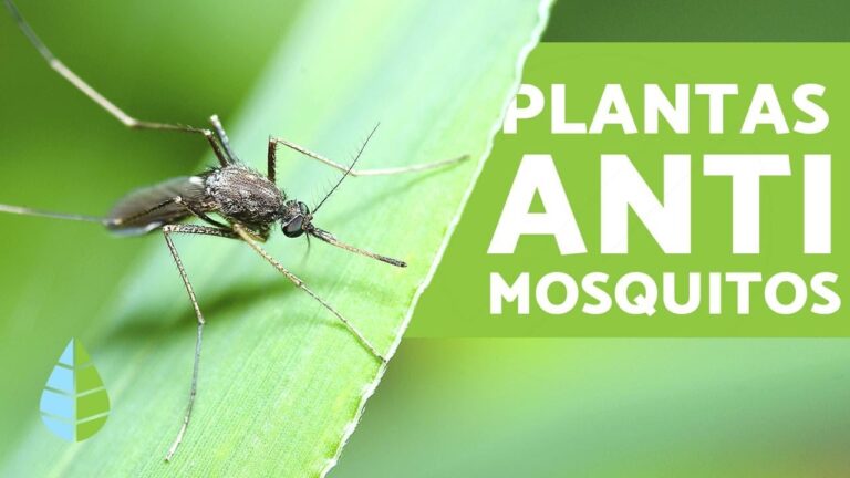 Plantas antimosquitos: Alternativas naturales para repeler insectos