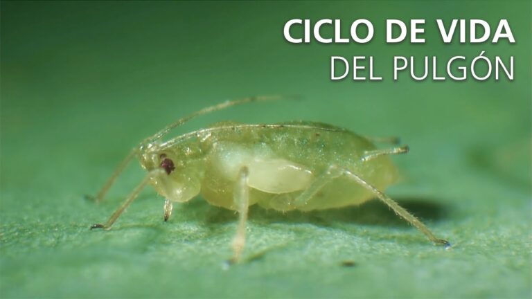 Características y control del pulgón: todo lo que necesitas saber