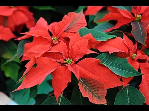 Guía de precios de plantas de Navidad