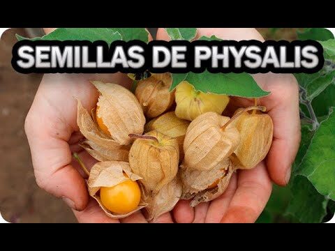 Guía para comprar physalis: todo sobre esta planta exótica
