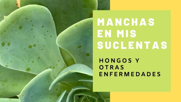 Tipos de hongos en suculentas: Guía completa