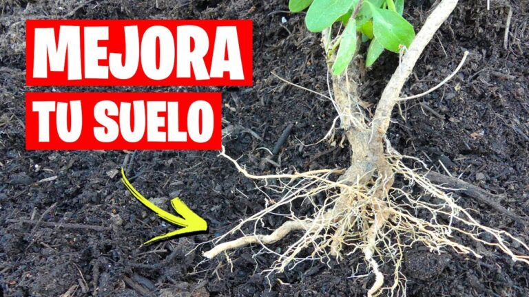 Mejores prácticas para enriquecer la tierra antes de sembrar