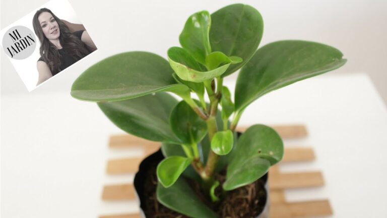 Gu&iacute;a completa de cuidados para Peperomia Obtusifolia Flores