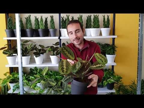 Cuidados óptimos para la Maranta Leuconera