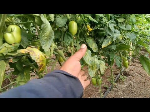 Guía para Combatir la Enfermedad de Hojas Amarillas en Tomateras