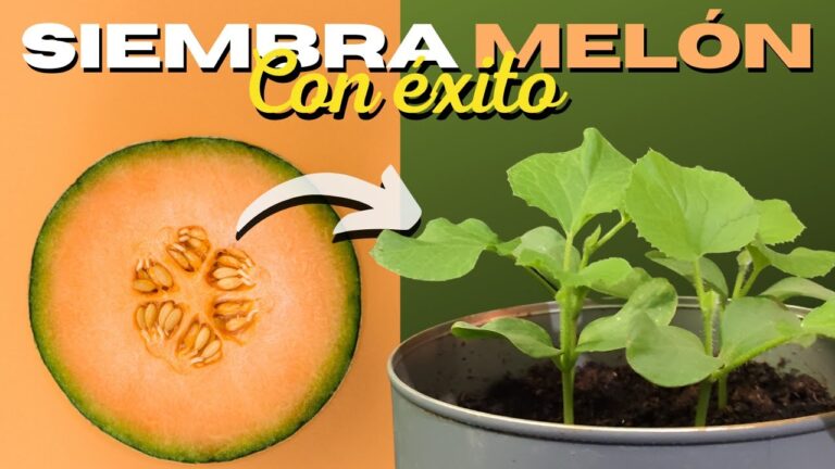 Plantas de melón compactas: consejos de cultivo