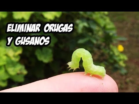 Remedios Caseros Efectivos para Combatir Gusanos Verdes en Plantas