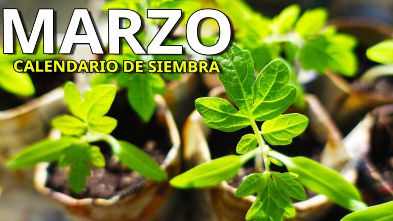 Flores ideales para plantar en marzo