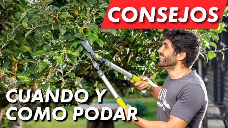 Cuándo Podar las Plantas para un Crecimiento Saludable