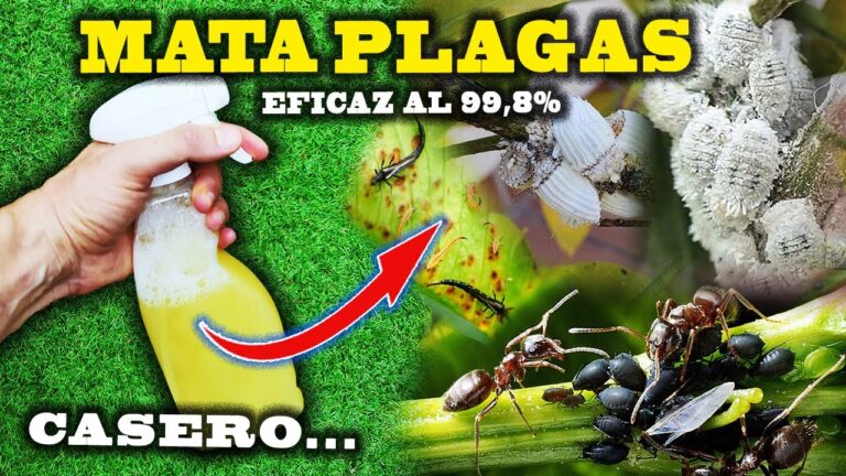 Antiplagas casero para plantas de marihuana