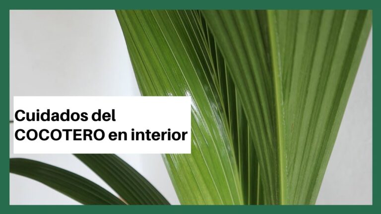 Secretos del cuidado del cocotero