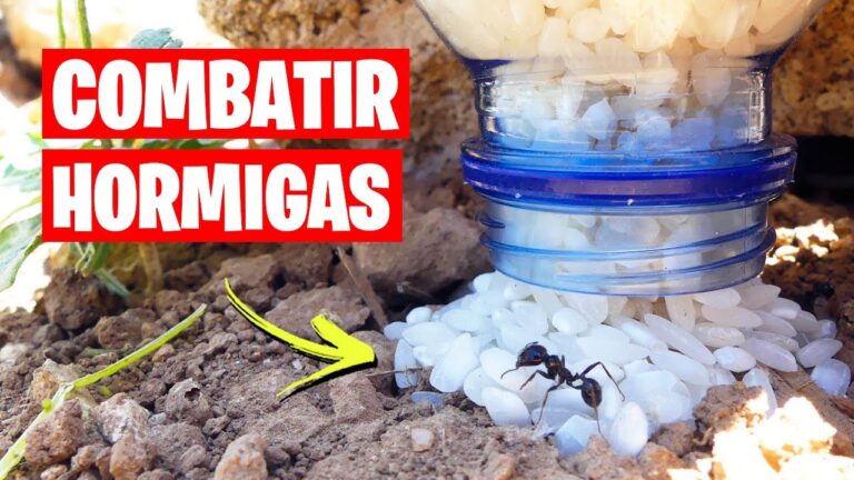 5 remedios caseros efectivos para ahuyentar hormigas