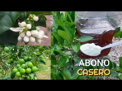 Abono casero para cítricos: recetas efectivas y económicas