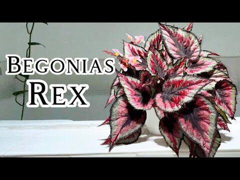 Soluciones para los problemas comunes de las begonias rex