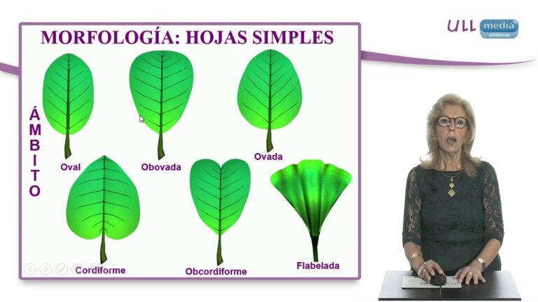 Características de hojas lobuladas: estructura y funciones