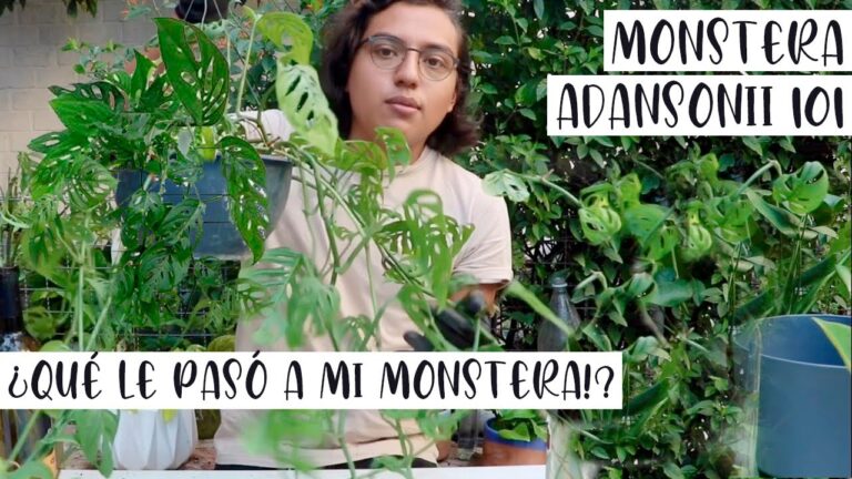 Guía para solucionar el problema de hojas amarillas en Monstera adansonii