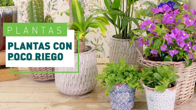 Plantas de bajo mantenimiento: &iexcl;No necesitan mucha agua!