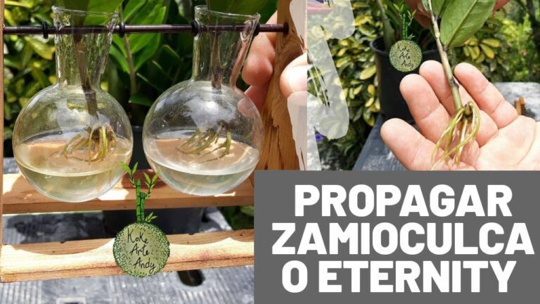 Zamioculcas: C&oacute;mo Cuidarla en Agua