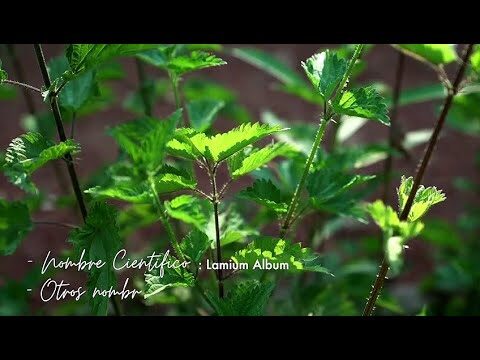 Beneficios de la Ortiga para la Salud
