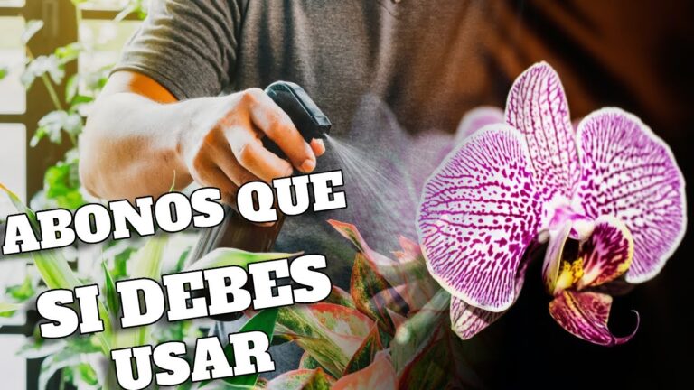 Abono casero efectivo para orquídeas