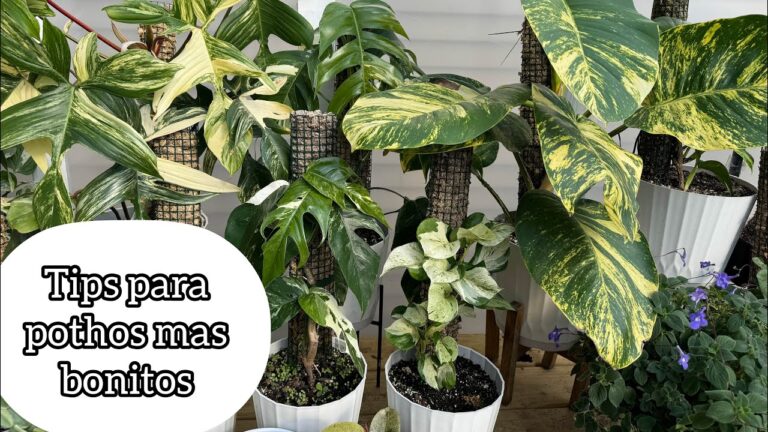 Cómo cuidar y mantener una poto planta grande en casa