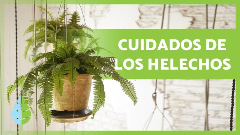 Guía completa para cuidar tu helecho