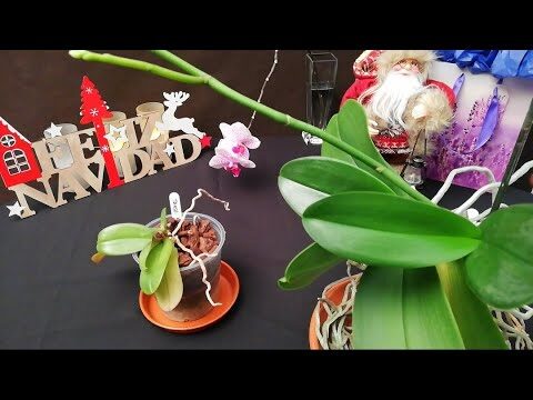 Cómo cortar orquídeas correctamente