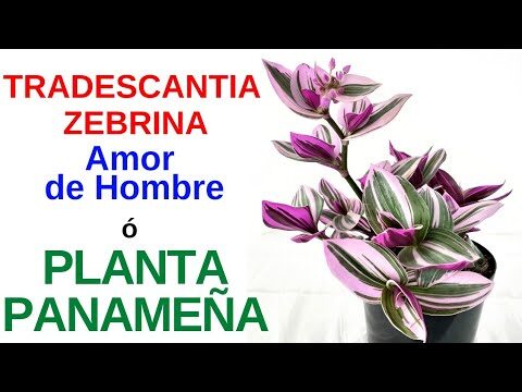 El simbolismo espiritual de la planta amor de hombre