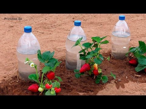 Riego por goteo con botellas de plástico: Guía completa