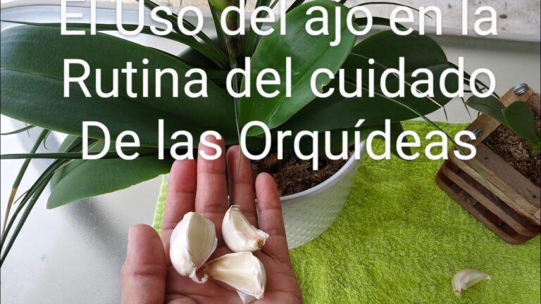 Beneficios del ajo para las orquídeas