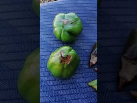 Cómo prevenir y eliminar manchas marrones en los pimientos