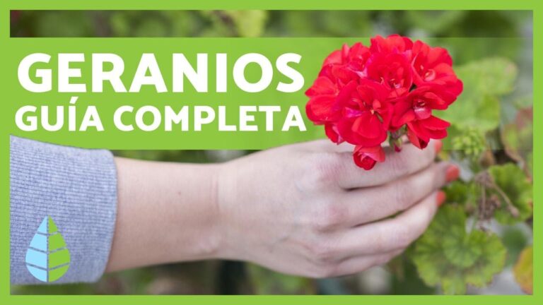 Gu&iacute;a de Cuidados para Geranios en Maceta