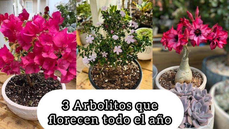 Arboles de floración perenne: belleza todo el año