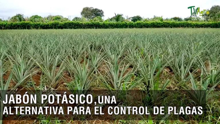 Mejor precio de jabón potásico