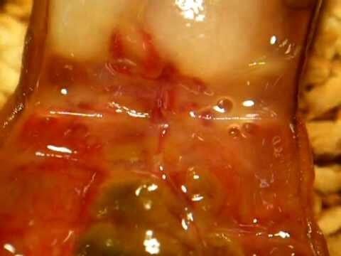 La Anatomía de la Lombriz de Tierra