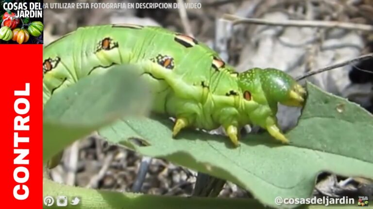 Los impactos de los gusanos verdes grandes en el ecosistema