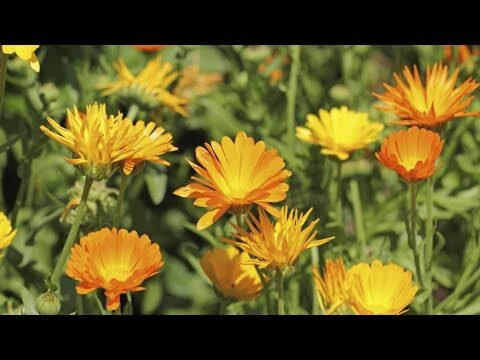 Cuidados de la cal&eacute;ndula en maceta