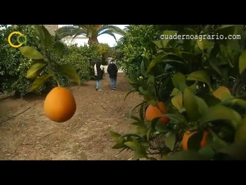 El poder c&iacute;trico del kumquat