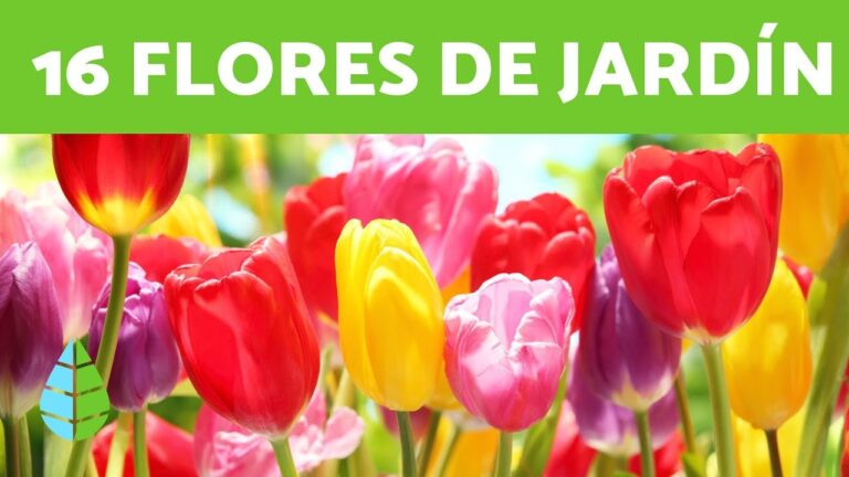Mejores plantas con flor para el jardín en verano