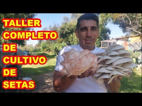 Setas Autorriego: La Solución Innovadora para el Cultivo de Hongos