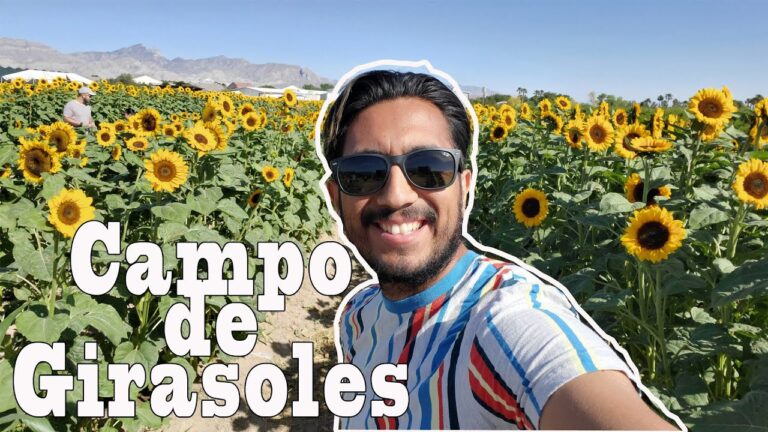 Explorando los Campos de Girasoles Cerca de Mí